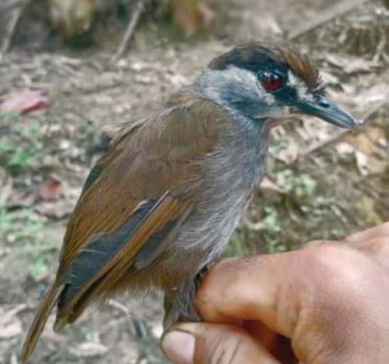 Babbler de sobrancelha negra, Babbler de sobrancelha negra indonésia, Bornéu, Malacocincla perspicillata, pássaros da Indonésia, Kalimantan, expresso indiano explicado
