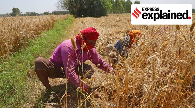 projeto de lei agrícola 2020, projeto de lei do agricultor, preço mínimo de suporte, MSP para agricultores, MSP de agricultores, protestos de agricultores, Explicado Expresso, Expresso Indiano