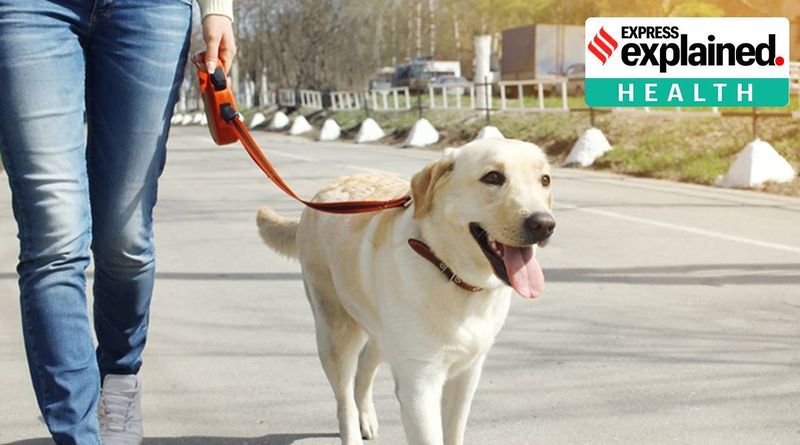 Explicado: o que um novo estudo diz sobre o risco compartilhado de diabetes entre donos de cães e gatos e seus animais de estimação
