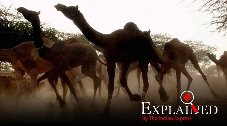 Camelos da Austrália, Austrália abatendo camelos, Austrália matando camelos, incêndios na Austrália, APY Lands, Indian Express explicado, Indian Express