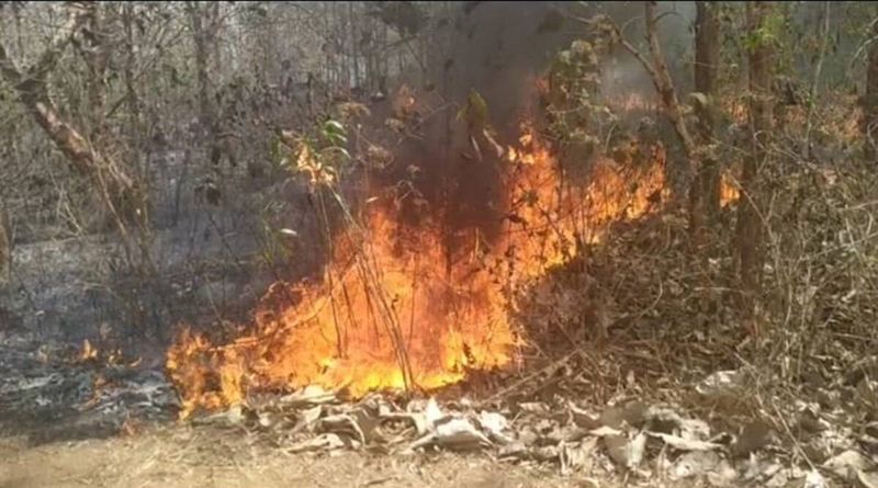 incêndios florestais, incêndios florestais na Índia, incêndios florestais em Uttarakhand, incêndios florestais em Himachal, o que é incêndio florestal, incêndios florestais, mudanças climáticas, explicação sobre incêndios florestais, expresso indiano