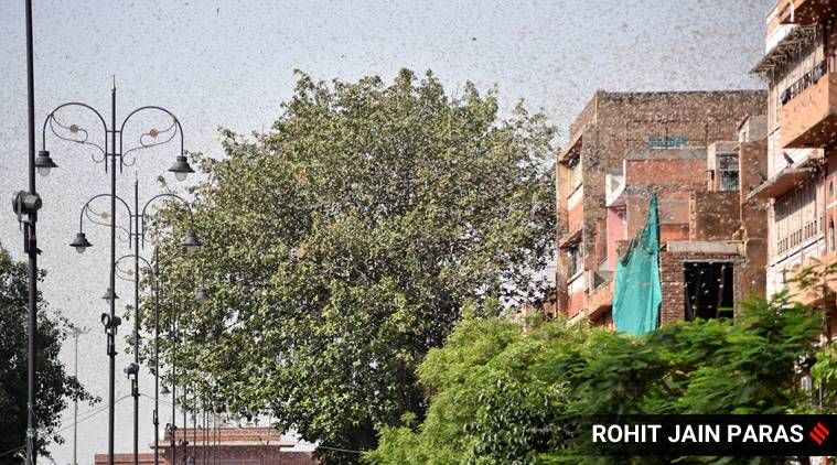Explicado: por que gafanhotos estão sendo avistados em áreas urbanas, o que isso pode significar para as plantações