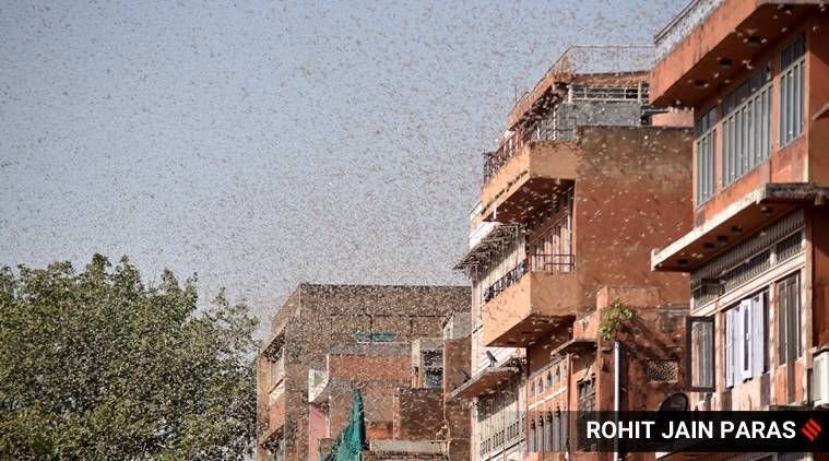 Explicado: por que gafanhotos estão sendo avistados em áreas urbanas, o que isso pode significar para as plantações