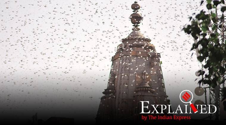 gafanhotos, ataques de gafanhotos, ataques de gafanhotos em jaipur, ataques de gafanhotos em Rajasthan, plantações de ataque de gafanhotos, gafanhotos atacam agricultores, expresso indiano
