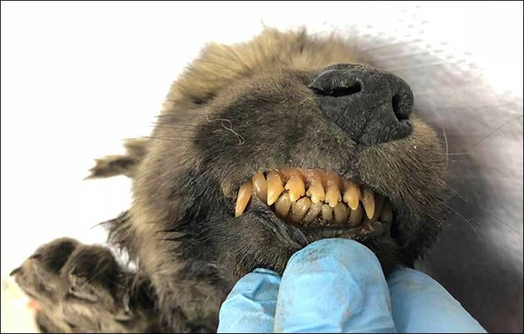Cão ou lobo: cientistas intrigados perguntam depois de encontrar um filhote de 18-000 anos na Sibéria