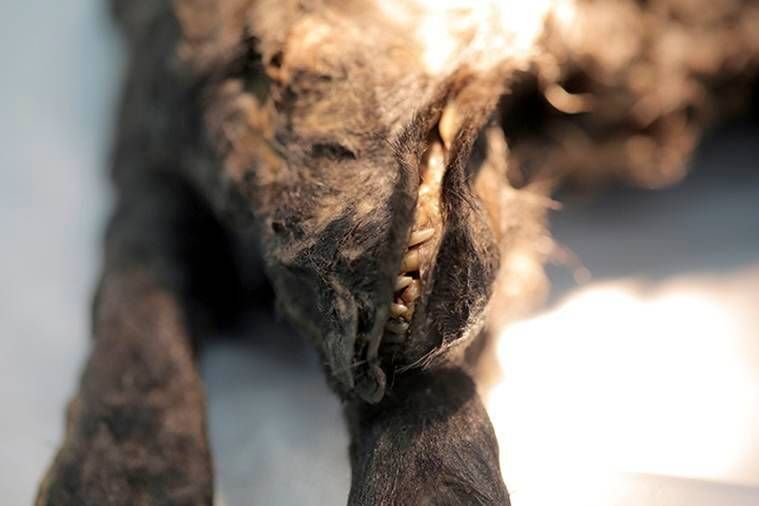 Cão ou lobo: cientistas intrigados perguntam depois de encontrar um filhote de 18-000 anos na Sibéria