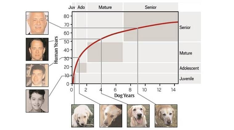 idade do cão em anos humanos, qual a idade do meu cão, comparação da idade do cão, idade do labrador, idade do cão explicada, como calcular cão