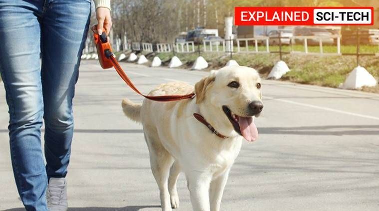 idade do cão em anos humanos, qual a idade do meu cão, comparação da idade do cão, idade do labrador, idade do cão explicada, como calcular cão
