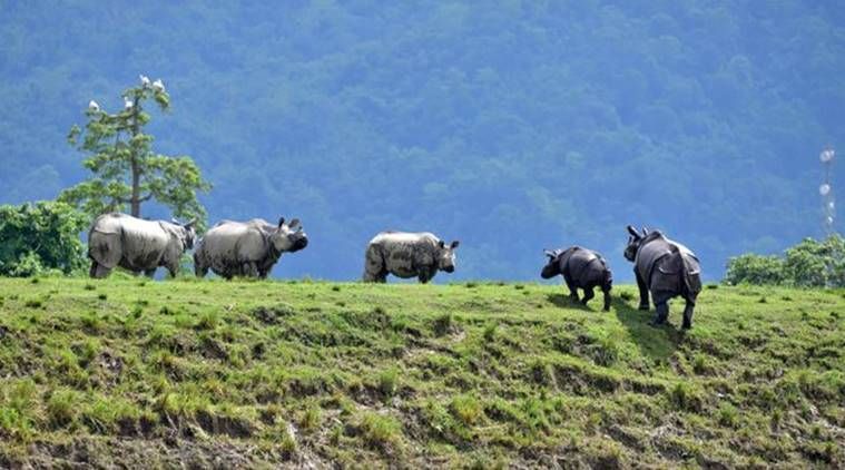 Kaziranga, inundações de Assam, notícias de Assam, inundações de Kaziranga, deslocamento de animais de Kaziranga, notícias de Kaziranga, inundações de Assam do parque de Kaziranga, notícias de inundação de Assam, Indian Express
