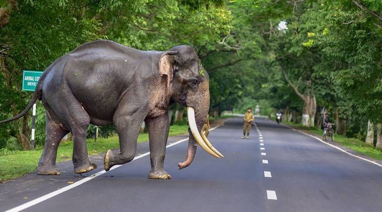 Kaziranga, inundações de Assam, notícias de Assam, inundações de Kaziranga, deslocamento de animais de Kaziranga, notícias de Kaziranga, Indian Express
