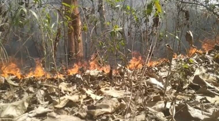 Incêndio na floresta Simlipal, Incêndio Simlipal, Floresta Simlipal, Causa do incêndio Simlipal, Notícias sobre o incêndio Simlipal, Indian Express