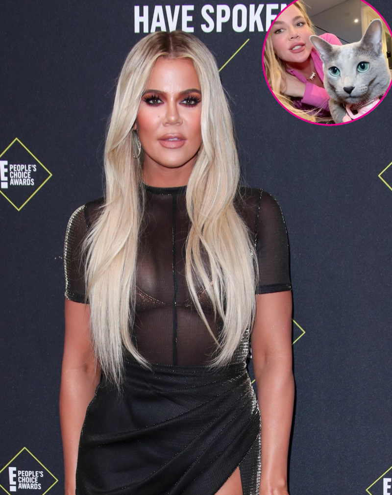   Khloe Kardashian rebate comentário de fã afirmando que ela vai doar seu gato