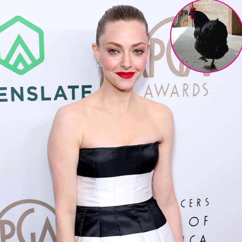 Celebridades de Amanda Seyfried que têm galinheiros em casa