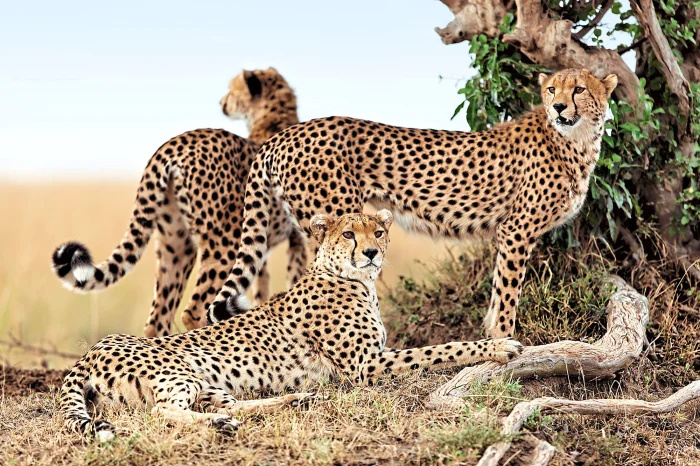   Cheetah 25 coisas