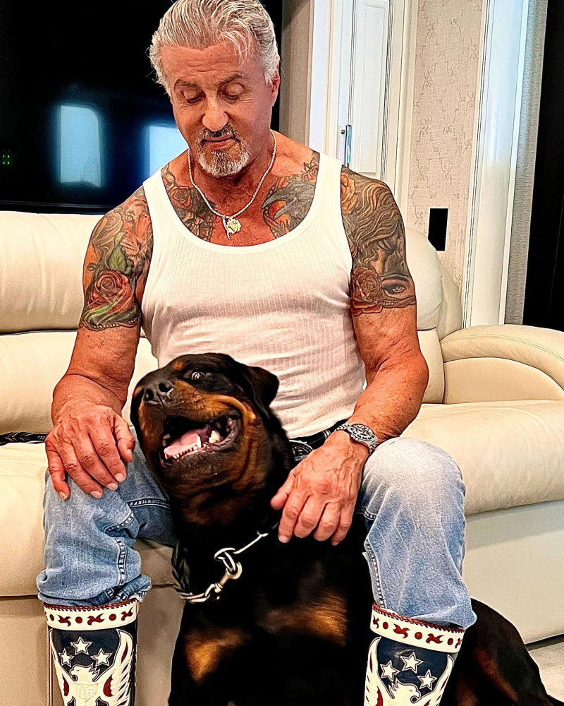  Sylvester Stallone nega que cão Dwight tenha causado separação de Jennifer Flavin