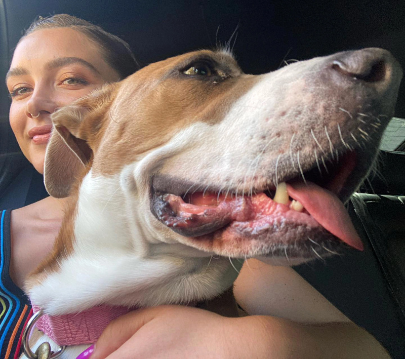 Florence Pugh de Hawkeye e mais estrelas falam sobre seus amados animais de estimação