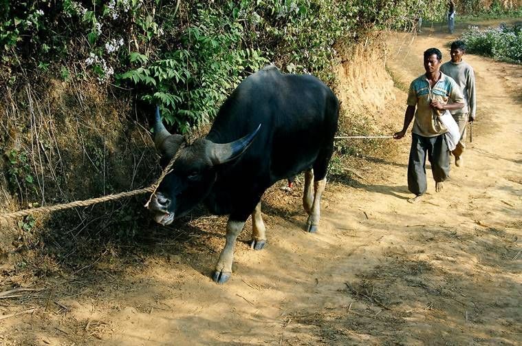 Aditya Kabir / WikiMedia Commons