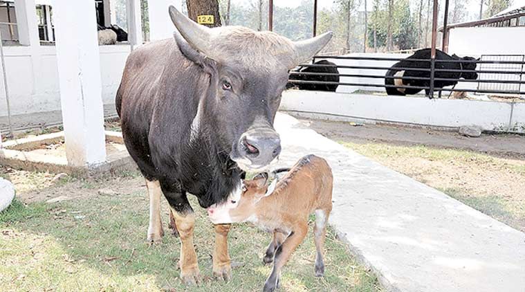 Não vaca, mas mithun, um sinal de problemas 'sérios' em Arunachal Pradesh