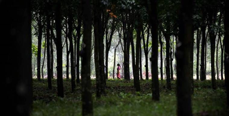 Na verdade: por que a Índia não perde cobertura florestal