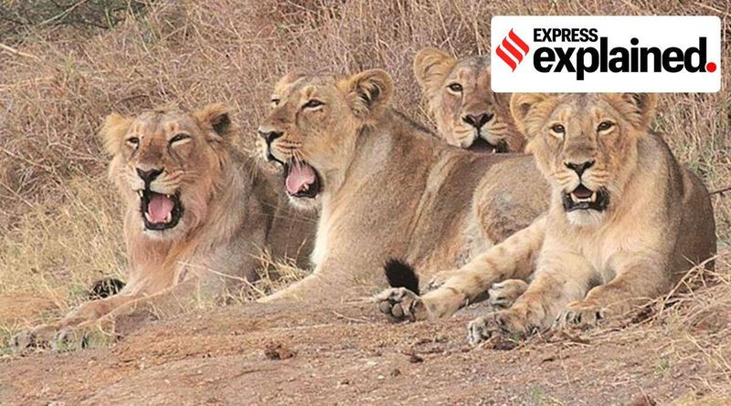 Explicado: Qual é o significado de leões sendo avistados na área de Jasdan em Gujarat?