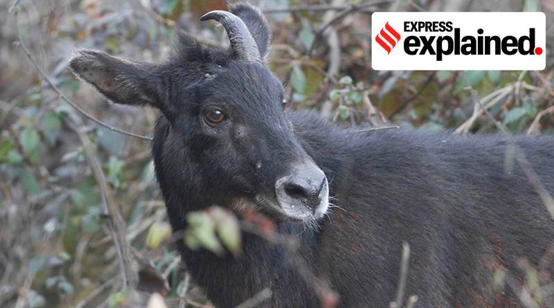 É uma cabra, é um porco, é um porco: Explicando um avistamento incomum em Spiti