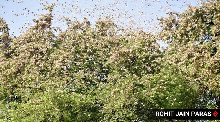 Ataque de gafanhotos: como chegaram, a gravidade do problema e as formas de resolvê-lo