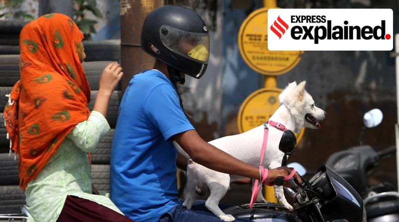 Explicado: East Delhi torna obrigatório o registro de cães de estimação online; aqui está o que significa para aqueles que possuem cães de estimação