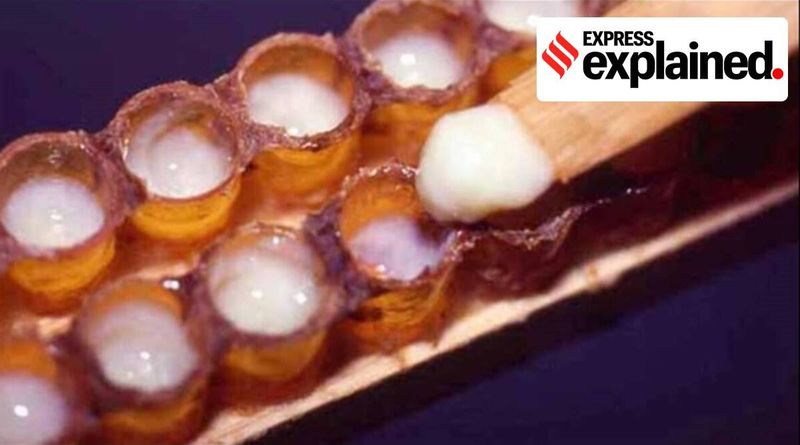 Explicado: como o Indian Royal Jelly chegou a marcar e superar os produtos de alta qualidade da Tailândia e Taiwan