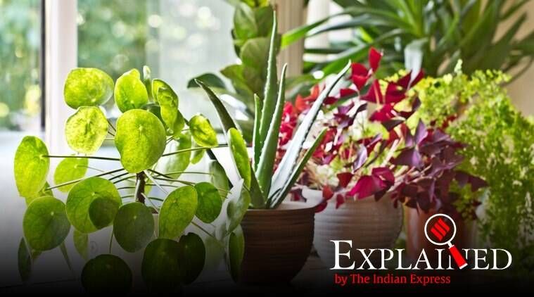 Explicado: Como as plantas dissipam o excesso de luz solar na forma de calor