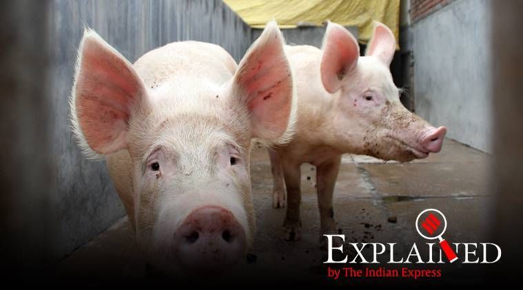 Explicado: O que é a febre suína africana relatada na Índia pela primeira vez?