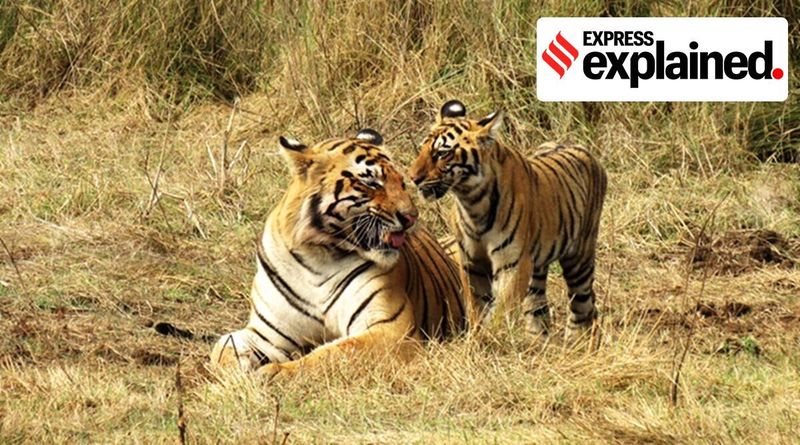 Explicado: a mais nova reserva de tigres da Índia, nº 4 em Chhattisgarh