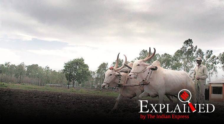 Explicado: A ideia de agricultura com 'orçamento zero' e por que os cientistas são céticos