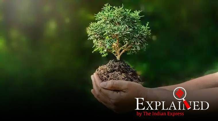 Onde plantar um trilhão de árvores para salvar o planeta Terra? Um estudo mapeia todas as terras que estão disponíveis