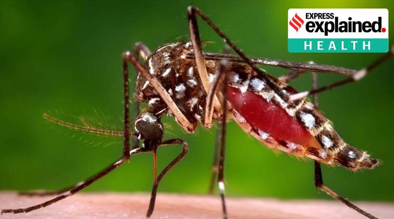 Nova pesquisa: a proteína do mosquito inibe vários vírus e também aumenta a esperança contra a Covid