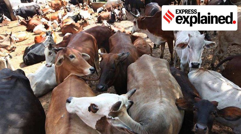 Explicado: a investigação do CBI sobre o comércio de contrabando de vacas através da fronteira e sua rede cada vez maior em Bengala