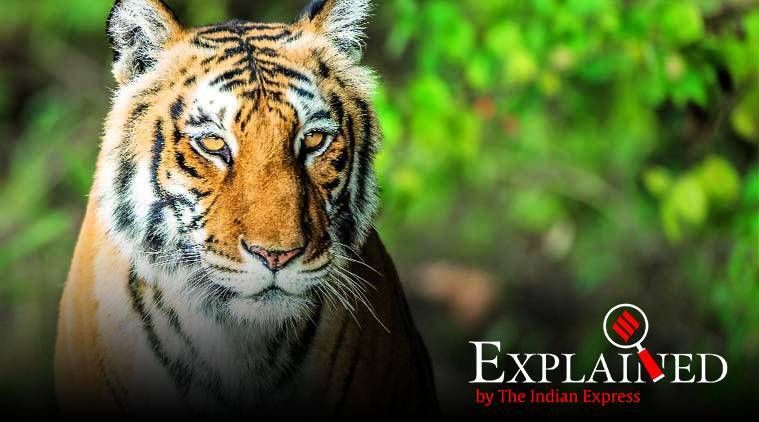 Explicado: Relembrando a história de Sultan, chegando em breve a uma selva perto de Mumbai