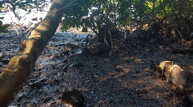 Derramamento de óleo em Maurício, causa de derramamento de óleo em Maurício, Limpeza em derramamento de óleo em Maurício, Notícias em Maurício, Emergência nacional em Maurício, Indian Express
