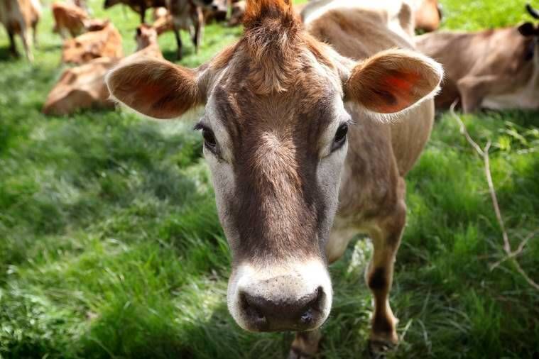As vacas peidam? Desvendando o mistério