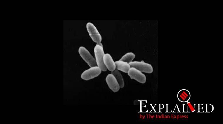 Explicado: O que é Archaea?