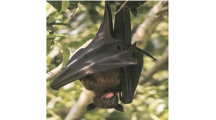 Explicado: Suspeita de origem de Nipah em Kerala, em que o morcego frugívoro difere de outros morcegos?