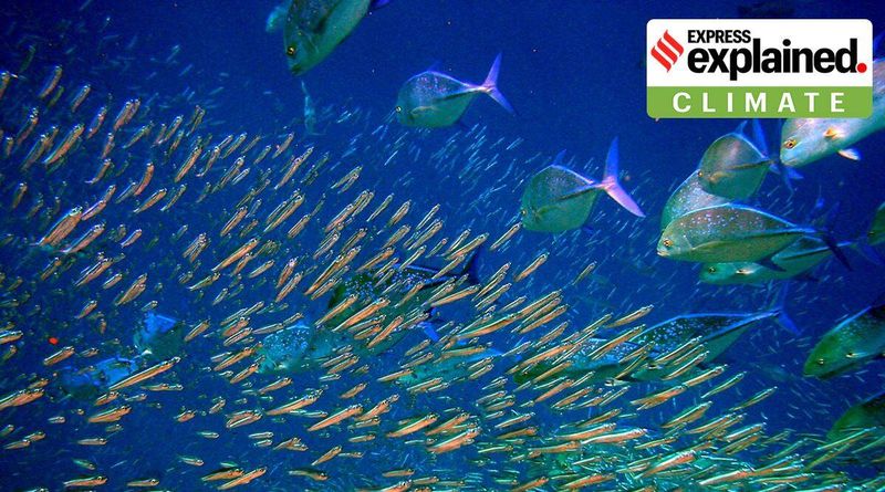 Explicado: O que acontecerá com os peixes à medida que os oceanos se aquecem?