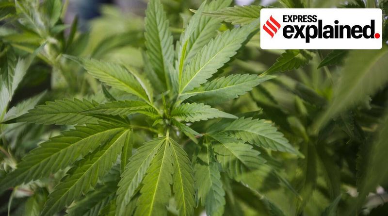 A anatomia da planta de cannabis: o que é ilegal ao abrigo da Lei NDPS, o que não é?