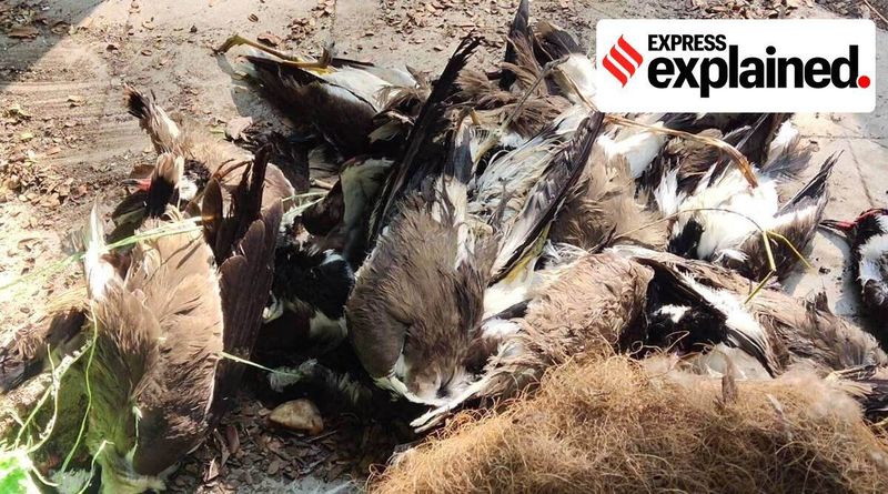 Explicado: O que é a gripe aviária? Qual é a gravidade do surto na Índia?