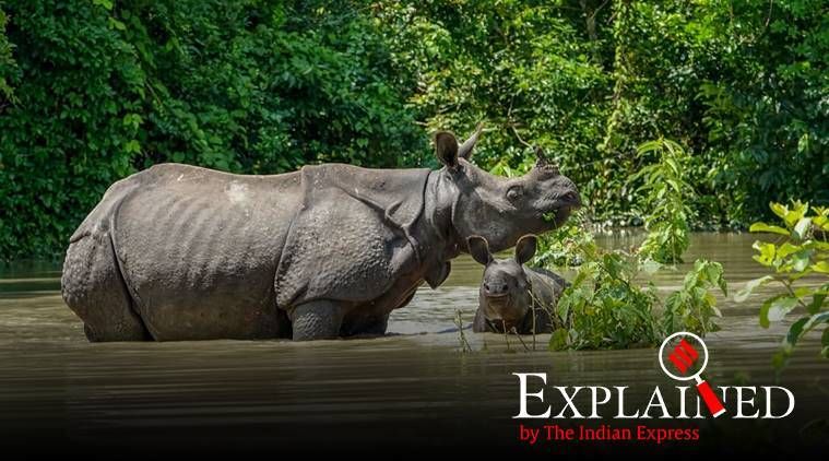 Explicado: por que as inundações anuais são essenciais para a sobrevivência do Parque Nacional de Kaziranga
