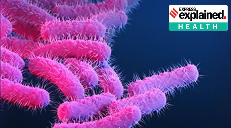 Shigella explicou: A infecção intestinal não é mortal na maioria dos casos