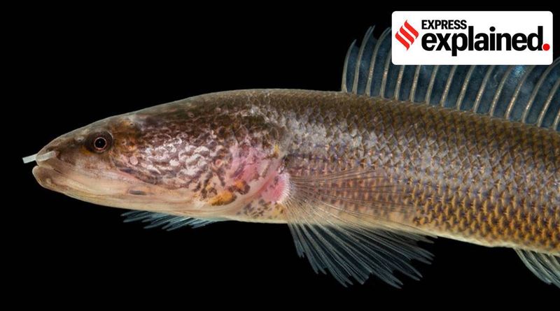 Explicado: Um peixe de 100 milhões de anos em Kerala, em homenagem a um personagem do Senhor dos Anéis