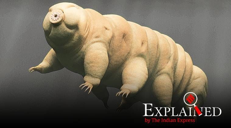 Explicado: O que é Tardígrado, o urso-d'água?