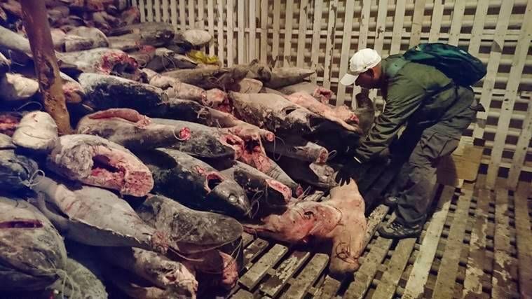 Ilhas Galápagos, flotilha chinesa Equador, pesca ilegal no Equador, pesca em águas internacionais da China, Equador Presidente Lenin Moreno, expresso indiano, expresso explicado