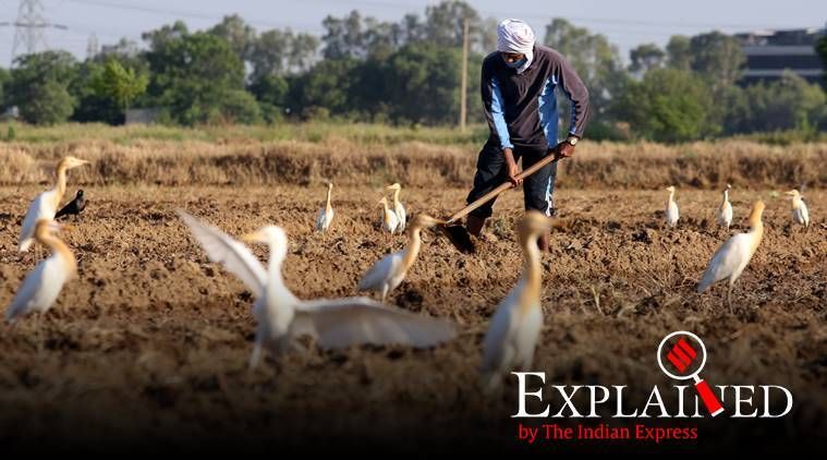 Tag do maior contribuidor de trigo da nação: Como Madhya Pradesh roubou a coroa do Punjab