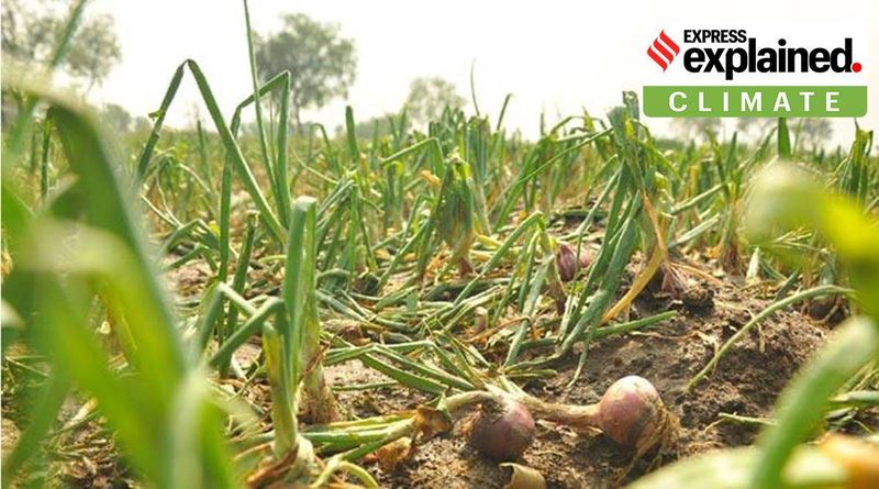 Explicação: Por que a chuva em janeiro é incomum para Maharashtra e como ela afetará as plantações em pé?